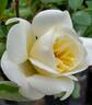 South Orange Perfection rose photo