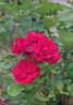 Saint-Vincent ® rose photo