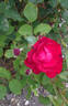 Saint-Vincent ® rose photo