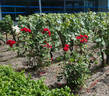 Saint-Vincent ® rose photo