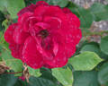 Saint-Vincent ® rose photo