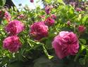 Duc de Cambridge rose photo