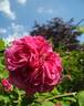 Duc de Cambridge rose photo