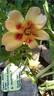 Coral Babylon Eyes rose photo