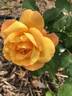 Broadway ™ rose photo