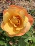 Broadway ™ rose photo