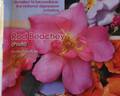 Rod Beechey rose photo