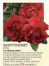 Saint-Vincent ® rose photo