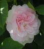 Chloris rose photo