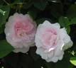 Chloris rose photo