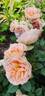 Matthias Claudius rose photo