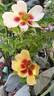 Coral Babylon Eyes rose photo
