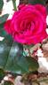Dominica rose photo
