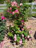 Candy Land™ rose photo