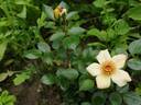 Dear Dolly rose photo