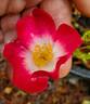 Bukavu rose photo