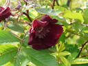 Basye's Purple Rose rose photo