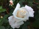 Anniversary Waltz rose photo