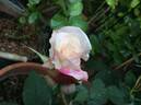 Anniversary Waltz rose photo