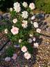 Calico Gal rose photo