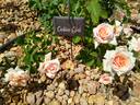 Calico Gal rose photo