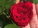 Rotkäppchen rose photo