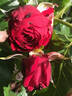 Rotkäppchen rose photo