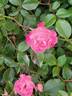 Rosy Cheeks rose photo