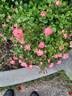 Rosy Cheeks rose photo
