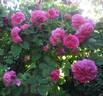 Duc de Cambridge rose photo
