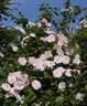 Ayrshire Splendens rose photo