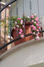 Knirps ® rose photo