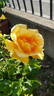 Buccaneer rose photo