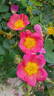 Lady Penzance rose photo
