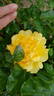 Buccaneer rose photo