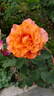 Tea Time rose photo