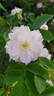 Fimbriata rose photo