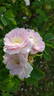 Fimbriata rose photo