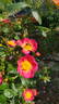 Lady Penzance rose photo