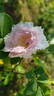 Fimbriata rose photo