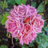 Incognito rose photo