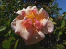 Bishop Darlington rose photo