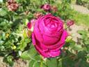 Für Elise rose photo