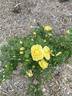 Hazeldean rose photo