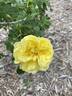 Hazeldean rose photo
