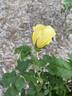 Hazeldean rose photo