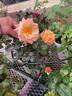 Circus rose photo