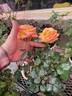 Circus rose photo