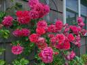 Rosarium Uetersen rose photo