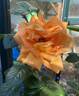 Louis de Funès ® rose photo